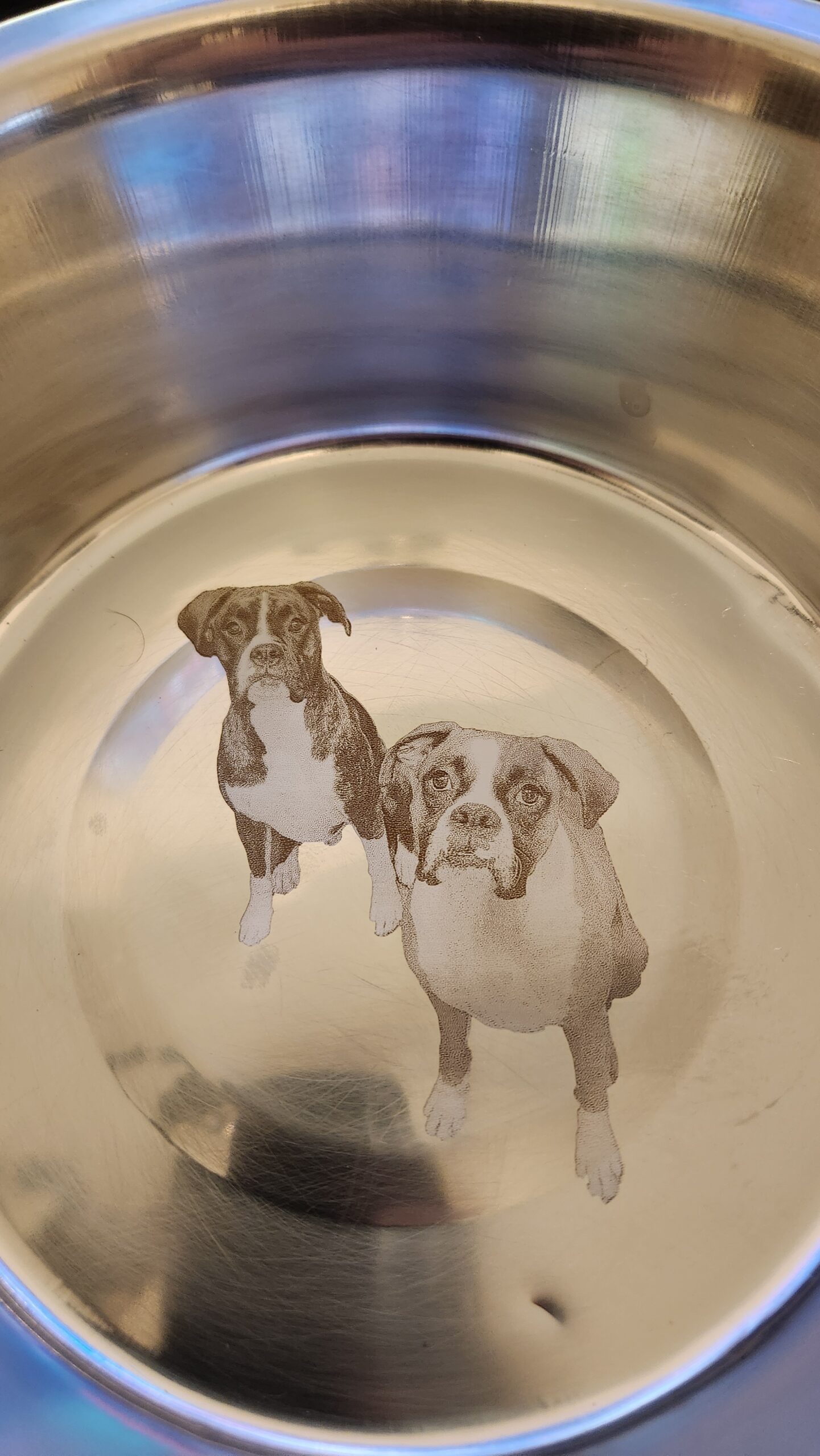 Dogs in Bowl